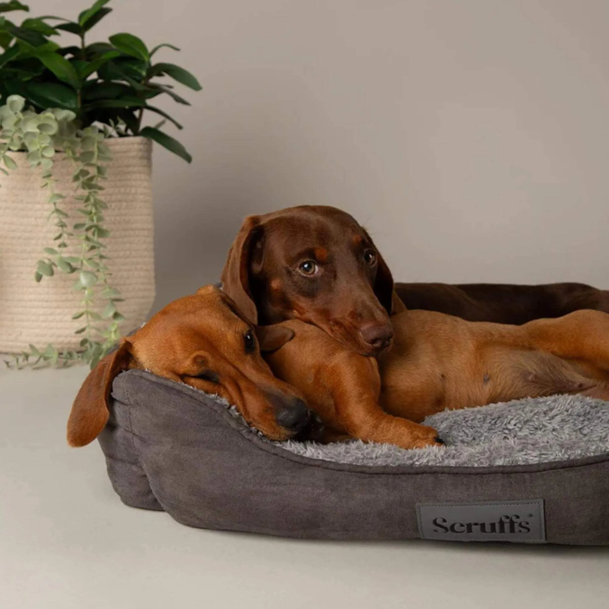 Scruffs Cosy Soft-Walled Dog Bed in Grey